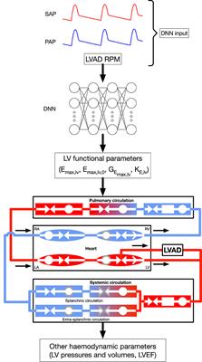 Deep Neural Network to Accurately Predict Left Ventricular Systolic Function Under Mechanical Assistance